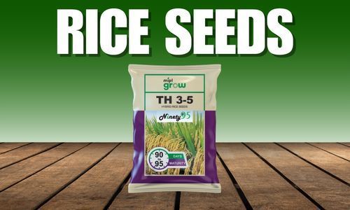 Rice Seeds