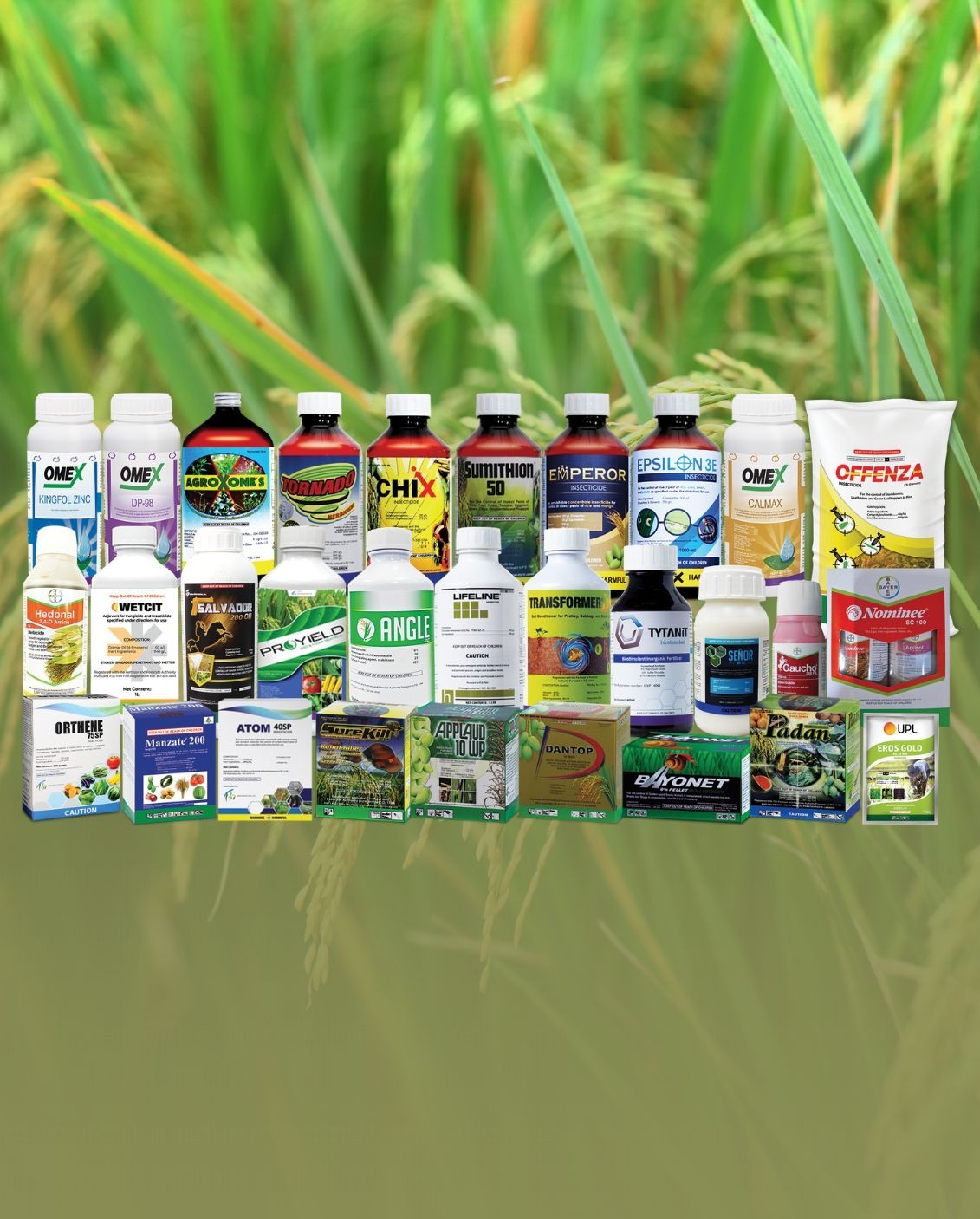 Green rice stalks with golden grains, blurred green background.