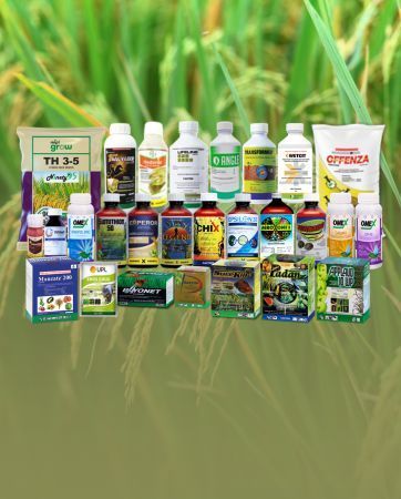 Green rice stalks with golden grains, blurred green background.