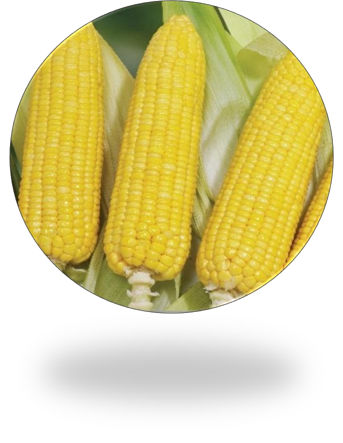 Three yellow ears of corn in a circular frame, resting on green husks.
