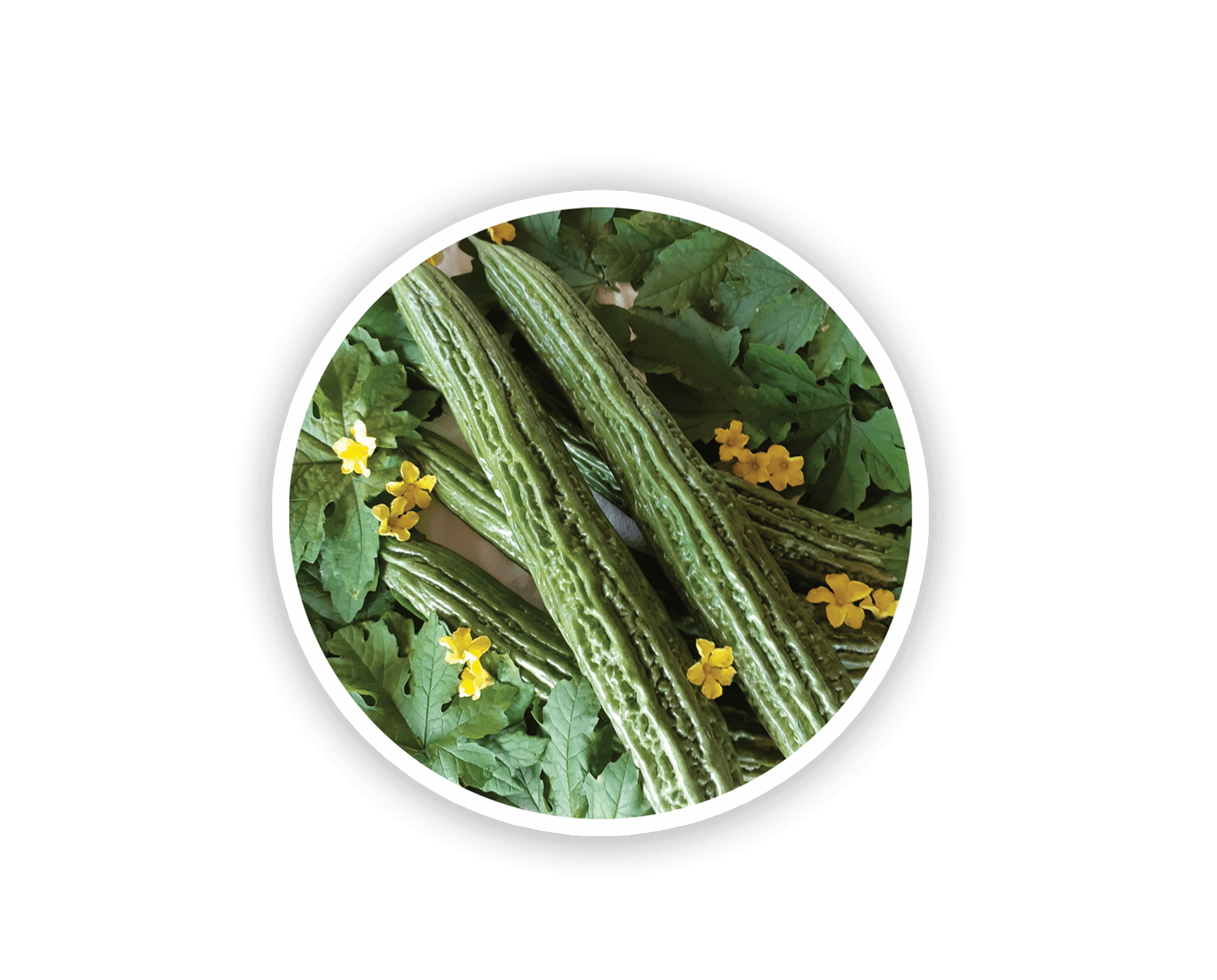 SVKR7070 Bitter Gourd