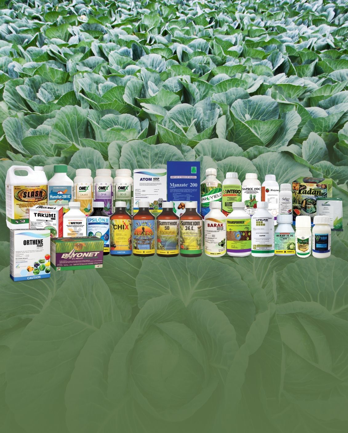 Tomatoes, zucchini, and herbs in a wire basket on the ground.