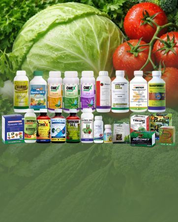 Tomatoes, zucchini, and herbs in a wire basket on the ground.