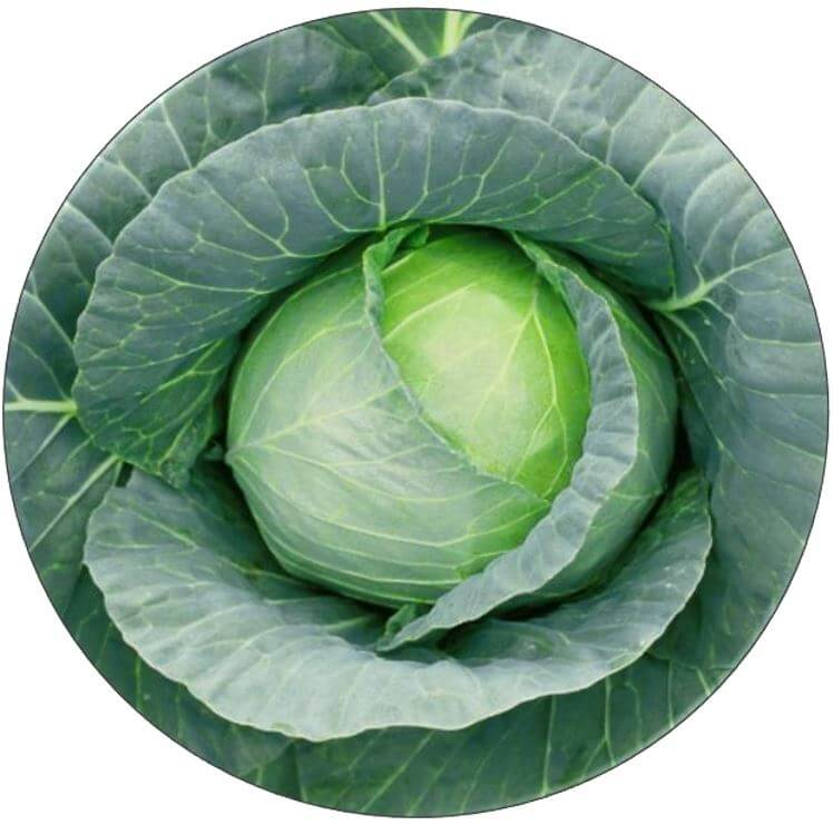 Wonderball Cabbage