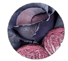 Close-up of a purple cabbage, showing layered leaves with a cut section revealing the interior.