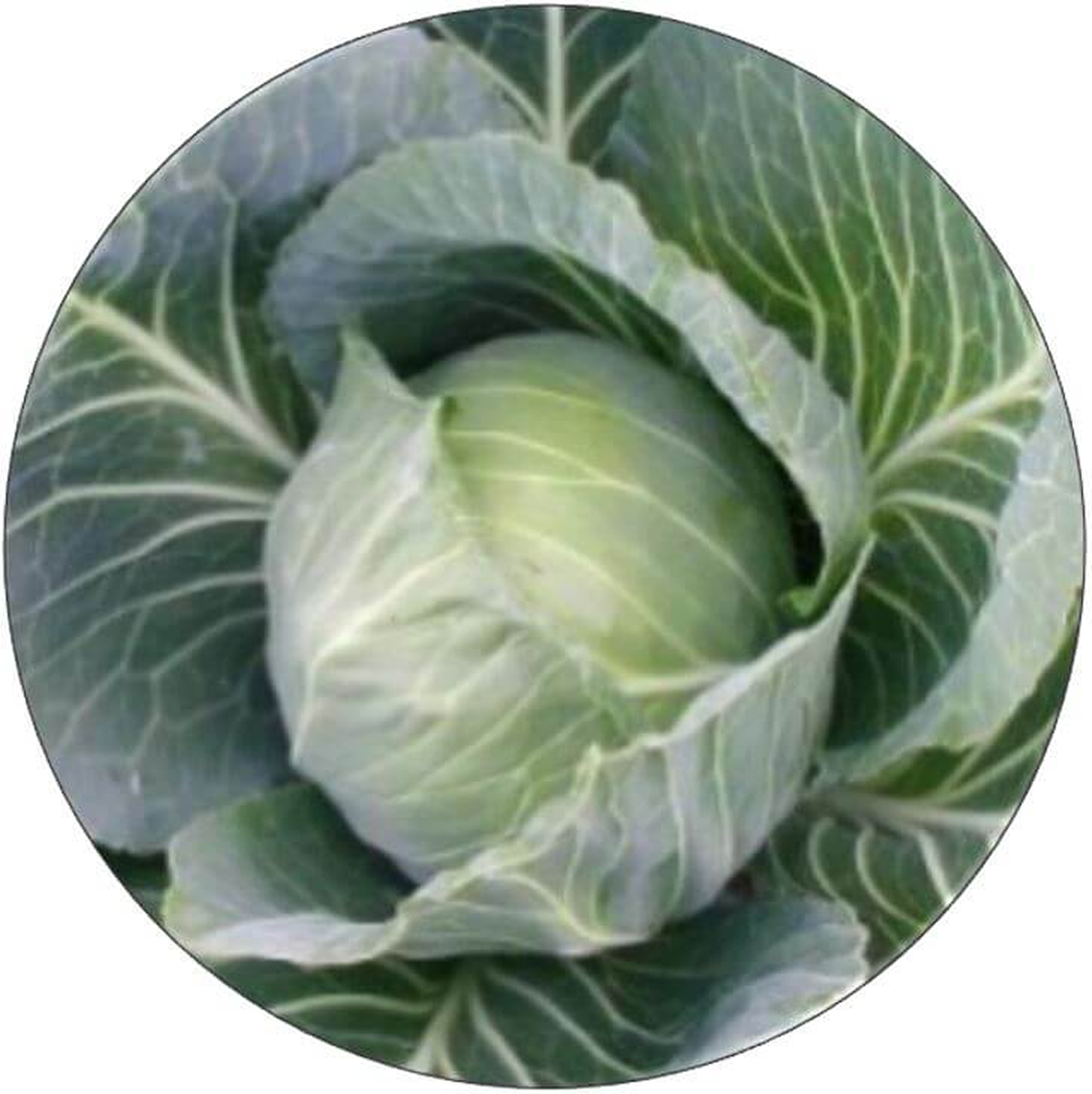 Green cabbage head with tightly packed leaves.