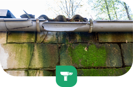 Damaged gutter leaking water onto a moss-covered brick wall.