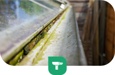 Close-up of a dirty, mossy gutter filled with debris, with a glass pane visible above.