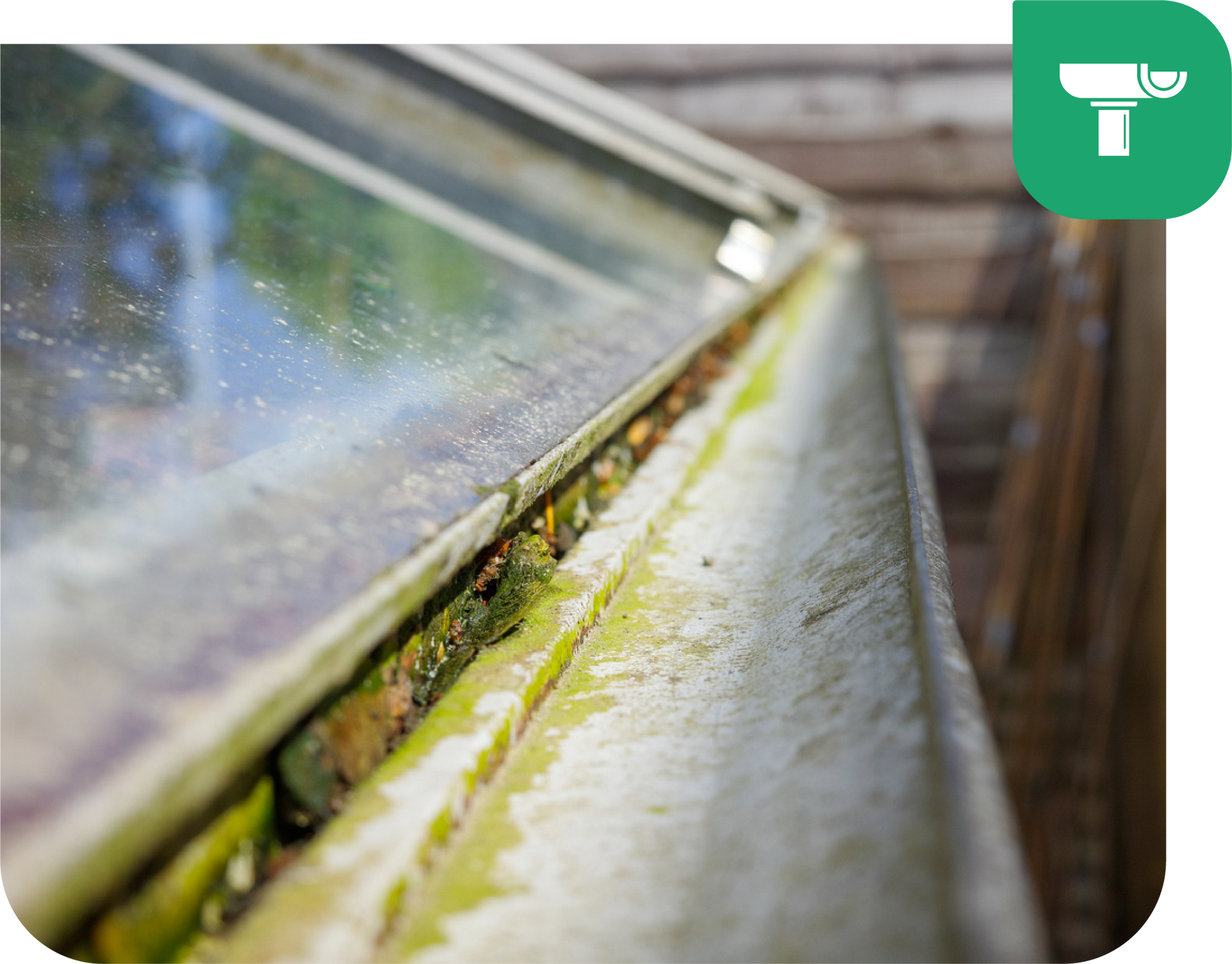 Close-up of a dirty, mossy greenhouse frame and glass panes.