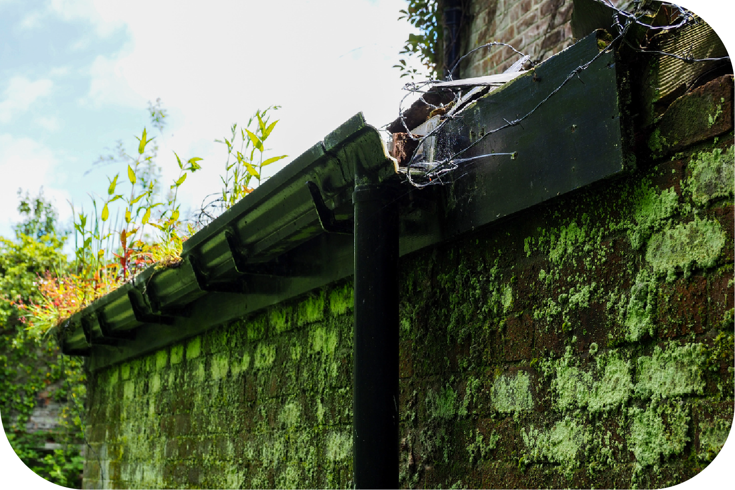 Black gutter clogged with debris, on mossy brick wall.