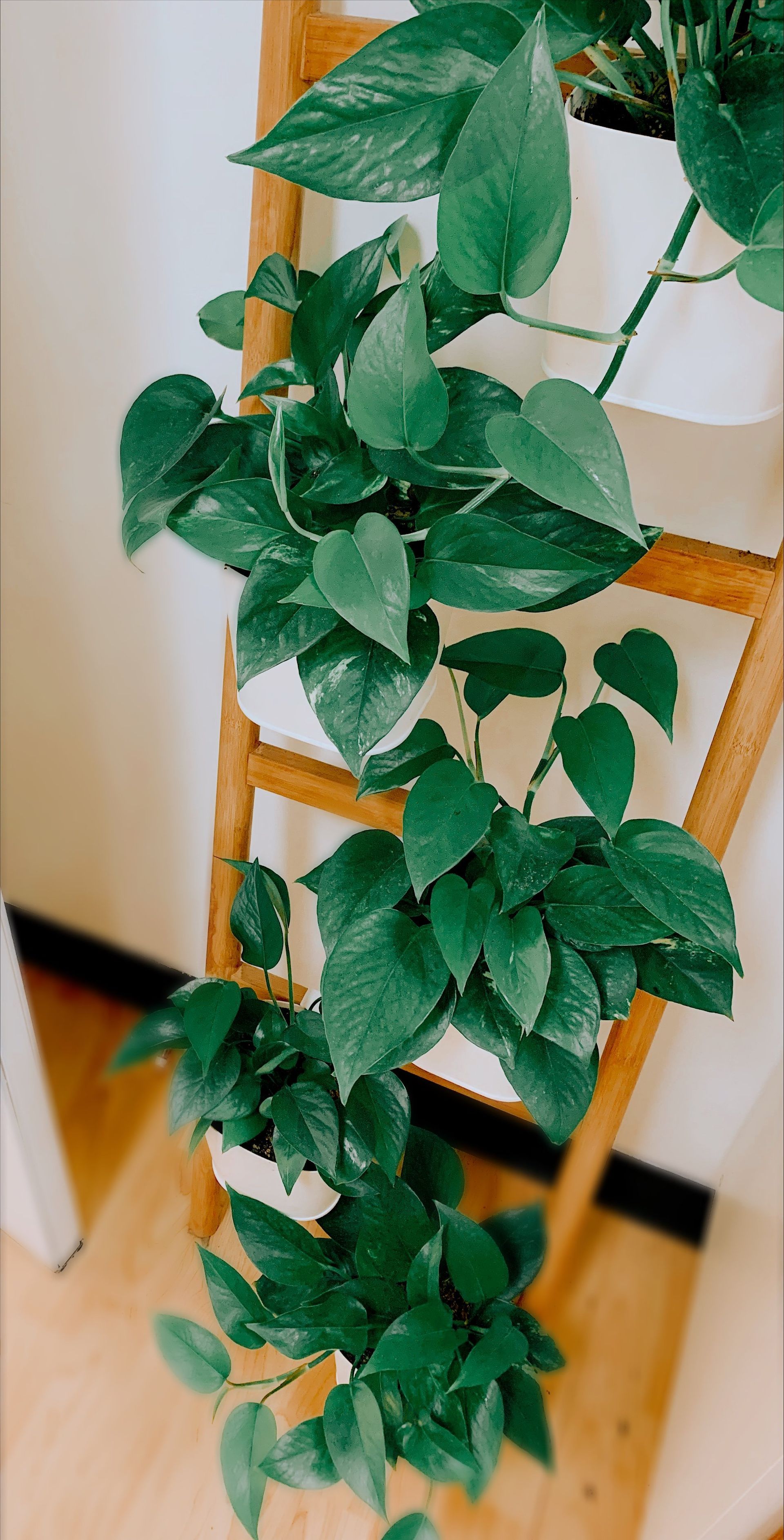 A green plant is growing on a wooden ladder.