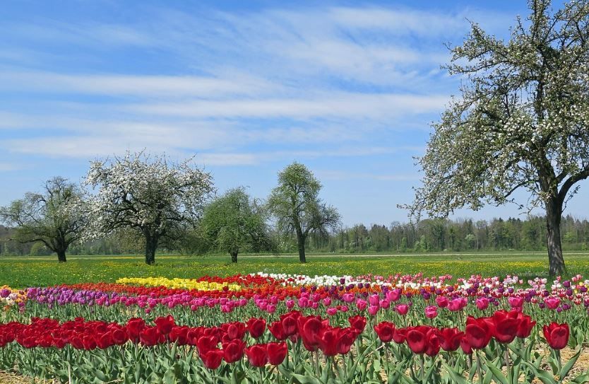 Wide spring flower field of tulips with blossoming trees, funeral homes Norman, OK