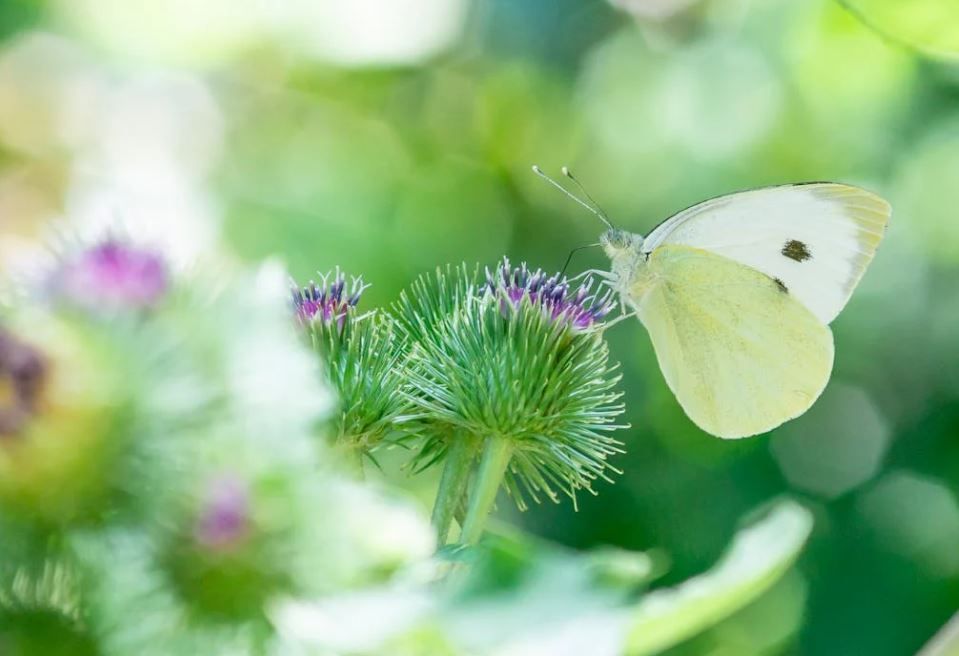 cremation services Oklahoma City, OK