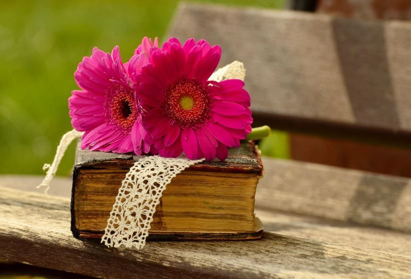 Two bright pink gerbera daisies resting on an old book on a wooden bench, Norman, OK