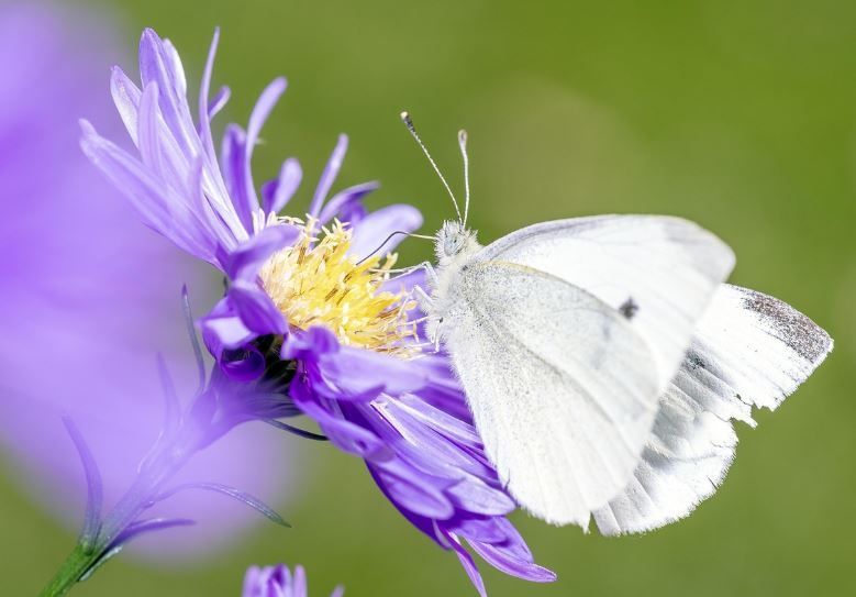 White butterfly on vibrant purple flower with yellow center, cremation services Norman, OK
