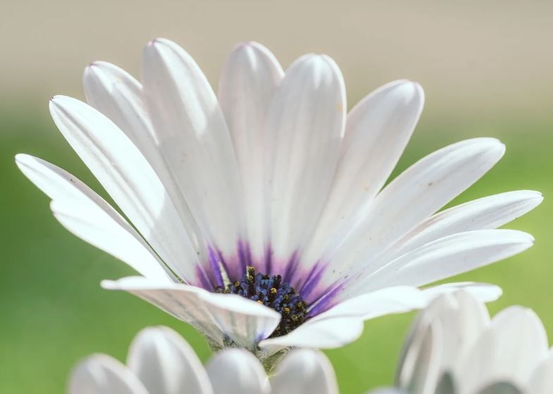 White daisy flower close up symbolizing burial services and remembrance funeral homes Moore, OK