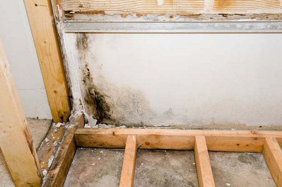 Mold Remediation Services