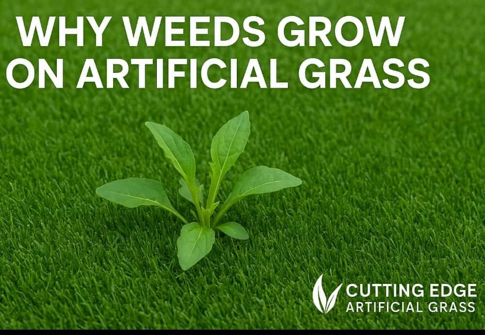 Weeds in astroturf or artificial grass