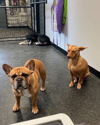 Dog friends at Fetch Me Later dog day care Welland