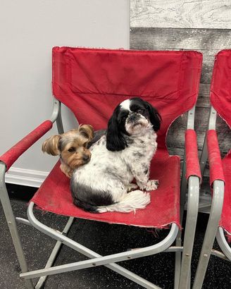 puppies-sitting-on-chair