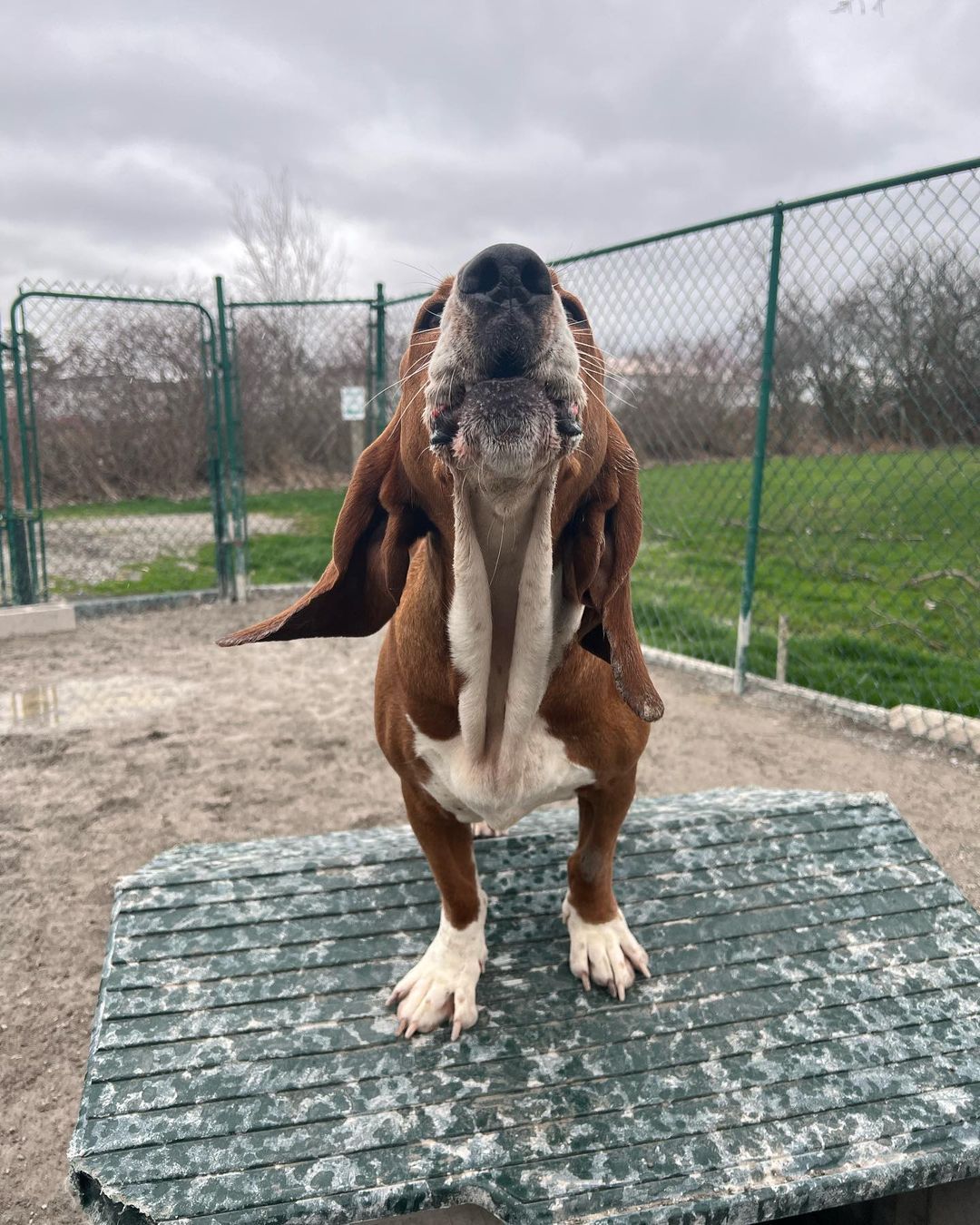 A happy dog playing at Fetch Me Later daycare for dogs in Fenwick, Ontario