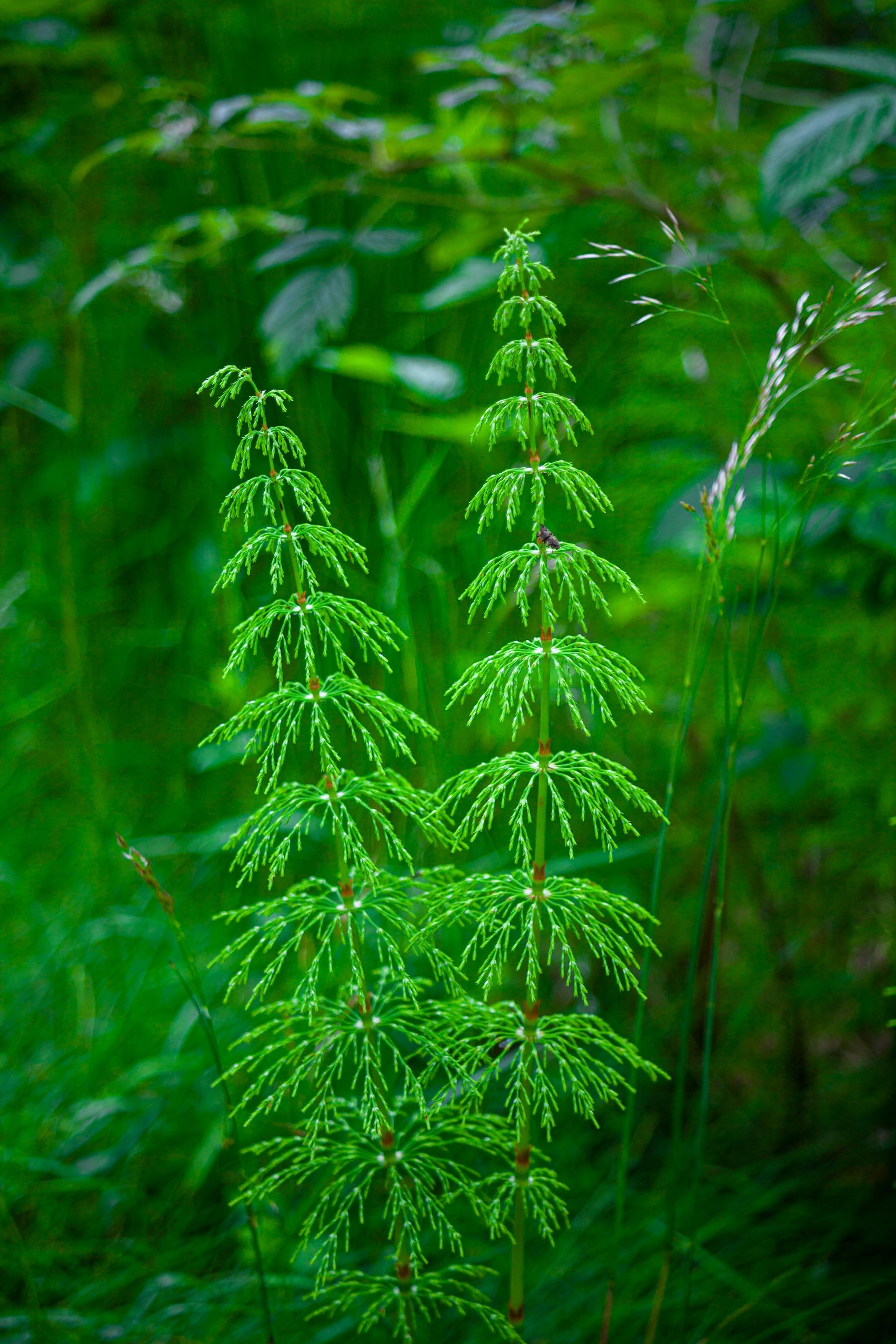 Tall green horsetail plants against a blurred forest background