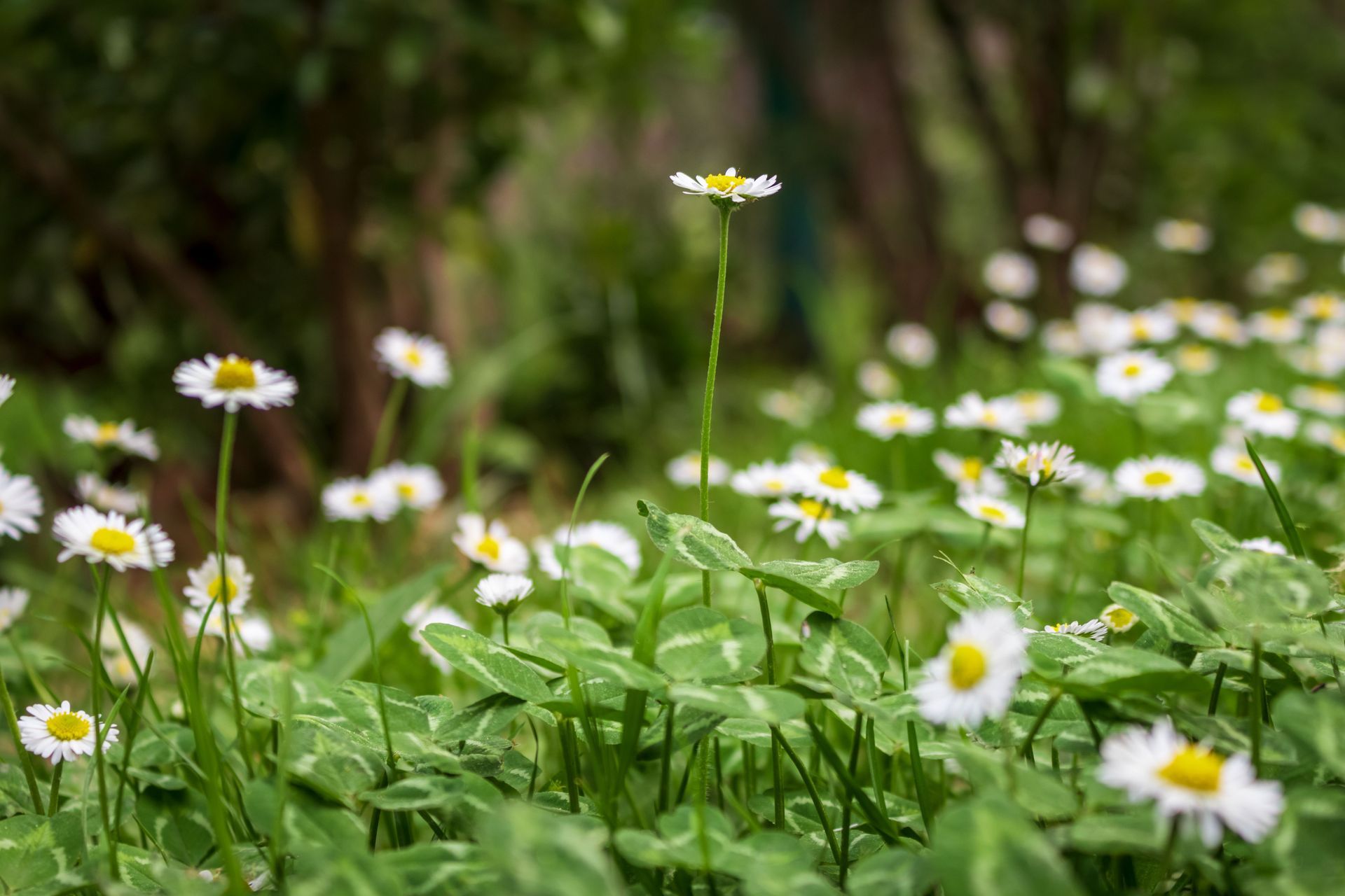 White daisies blooming in a green meadow with a blurred forest background