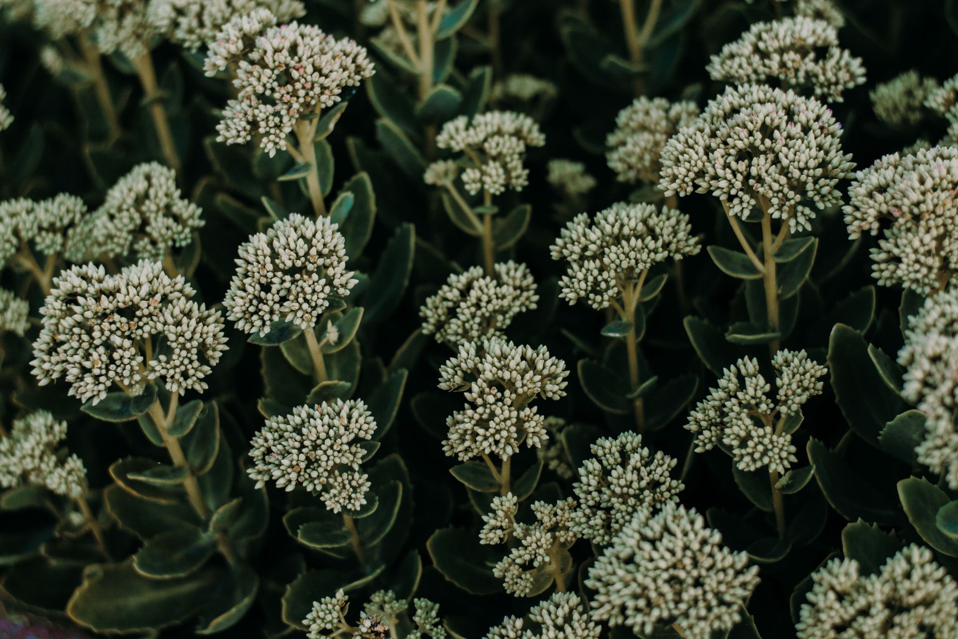 Clustered white wildflowers with dark green leaves in a close-up garden view