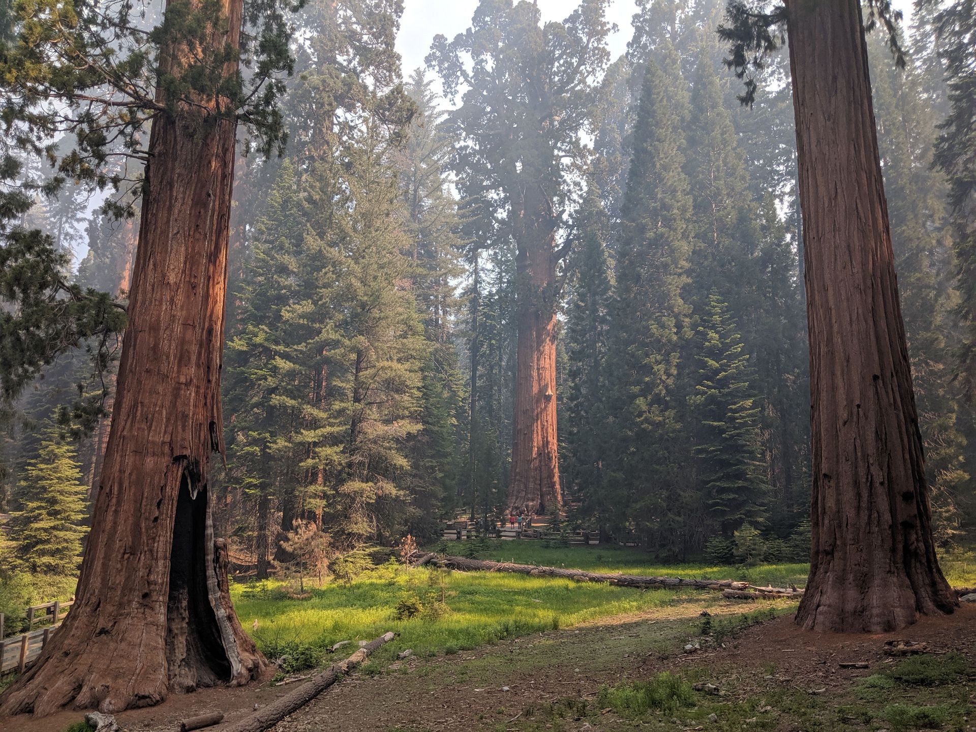 Sunlit forest clearing with tall redwood trees and a grassy path between trunks