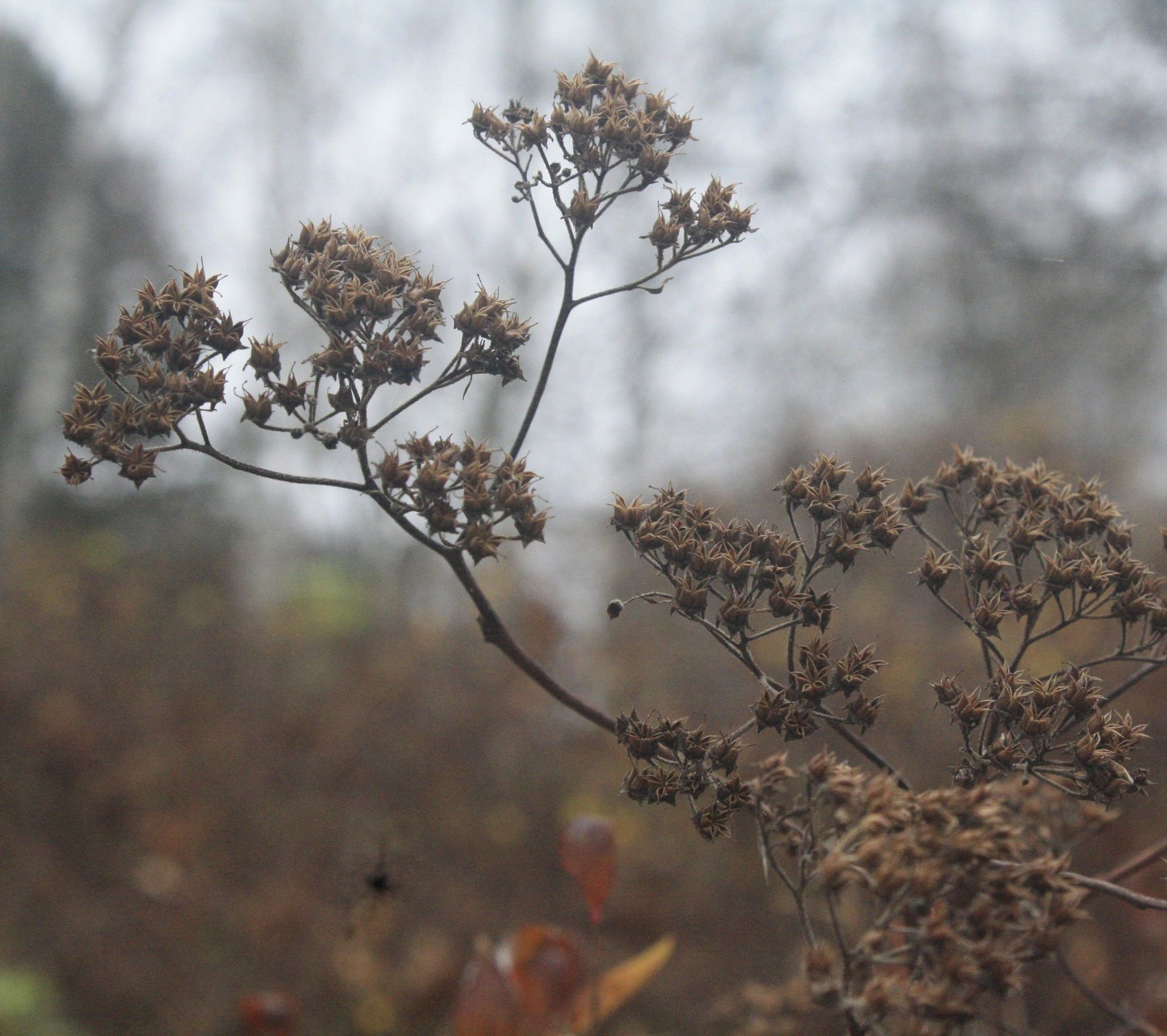 Bare winter plant stems with dried seed heads against a soft blurred gray-brown background