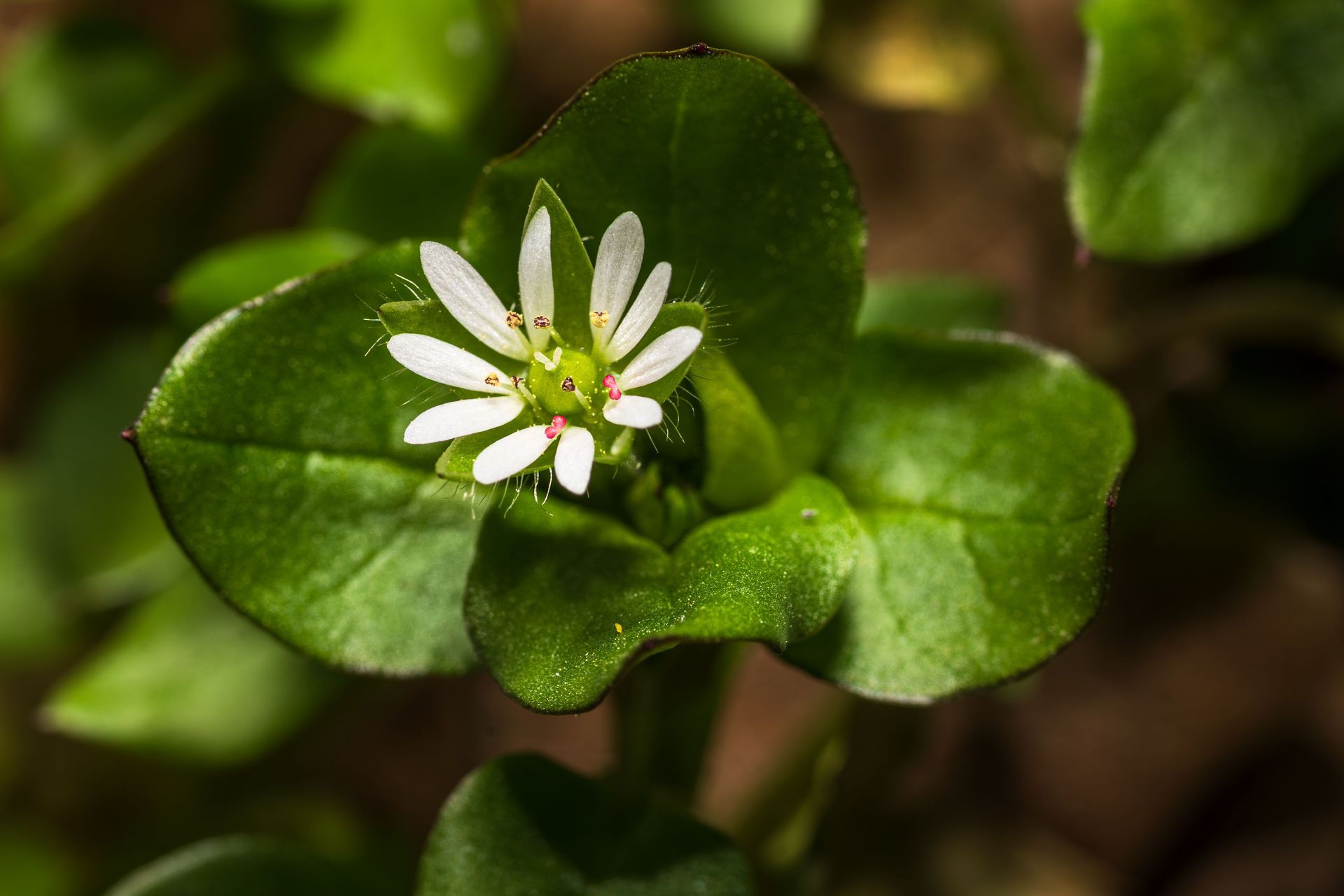White wildflower with yellow center among glossy green leaves.