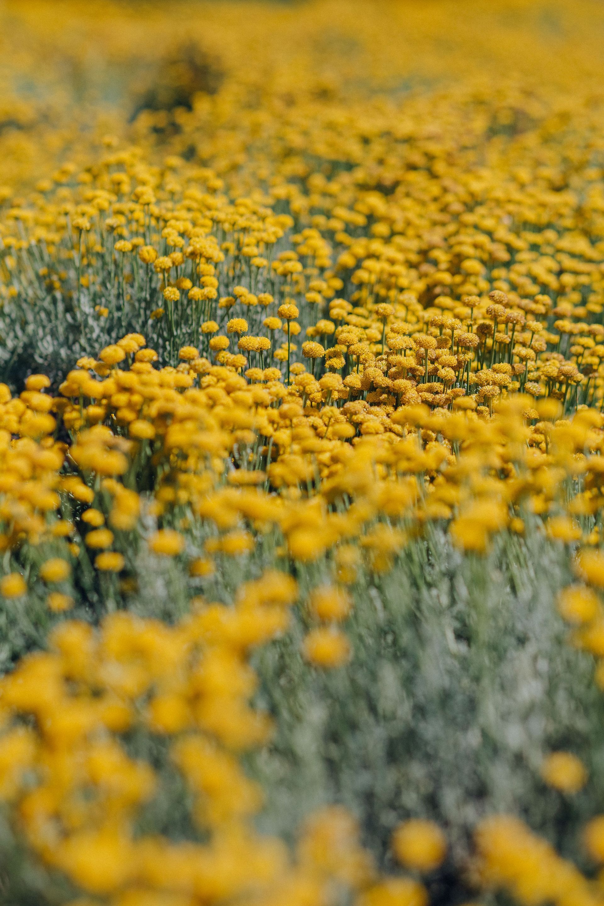 Field of yellow wildflowers with green grass, softly blurred in the foreground and distance