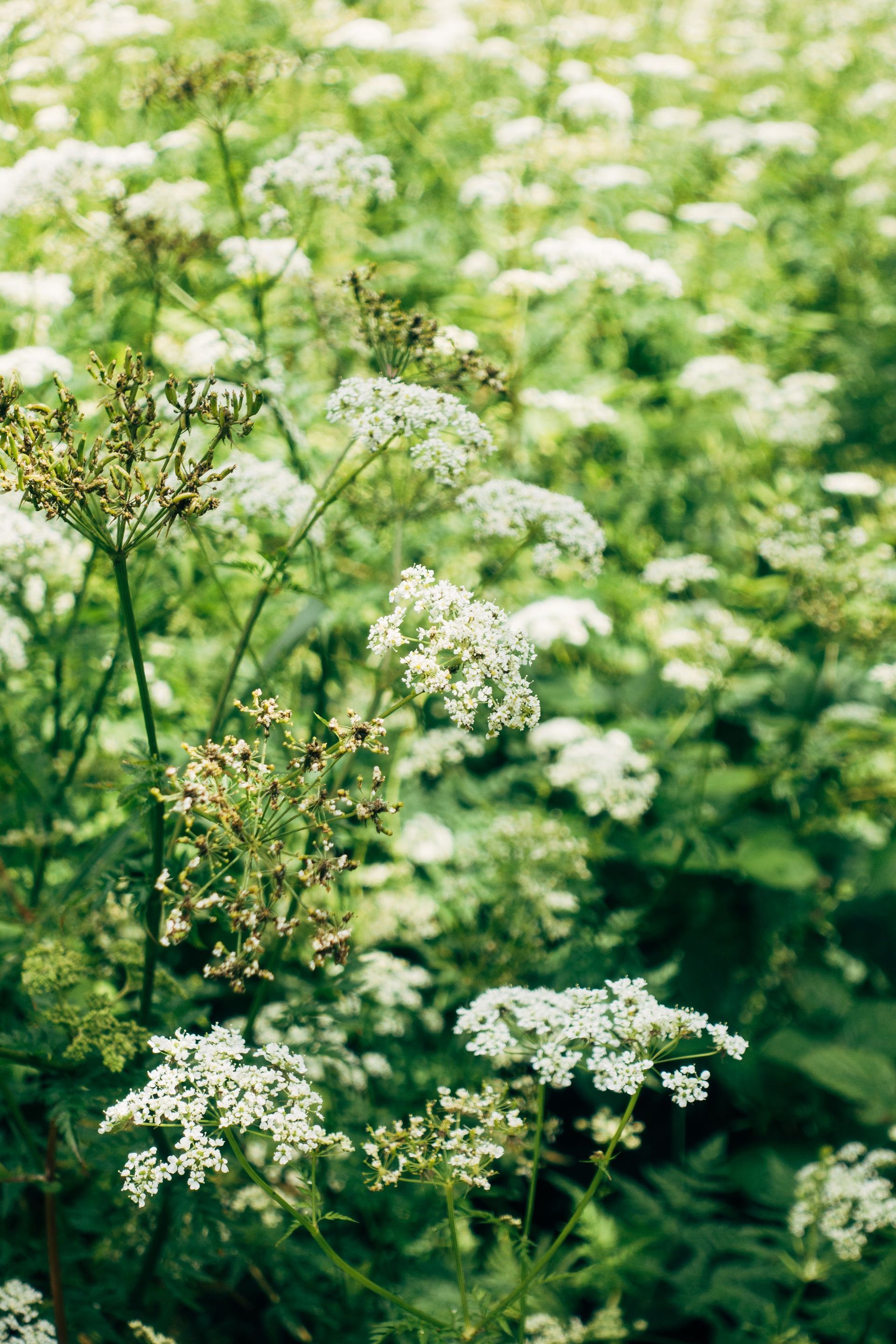White wildflowers blooming in a lush green meadow