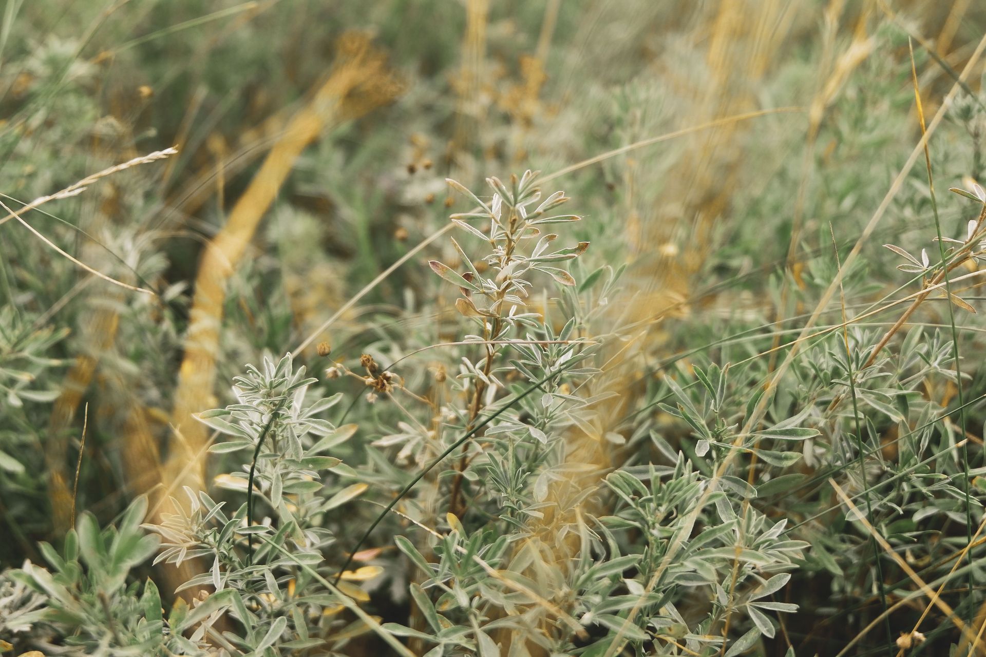 Wild grasses and small green plants swaying in a field