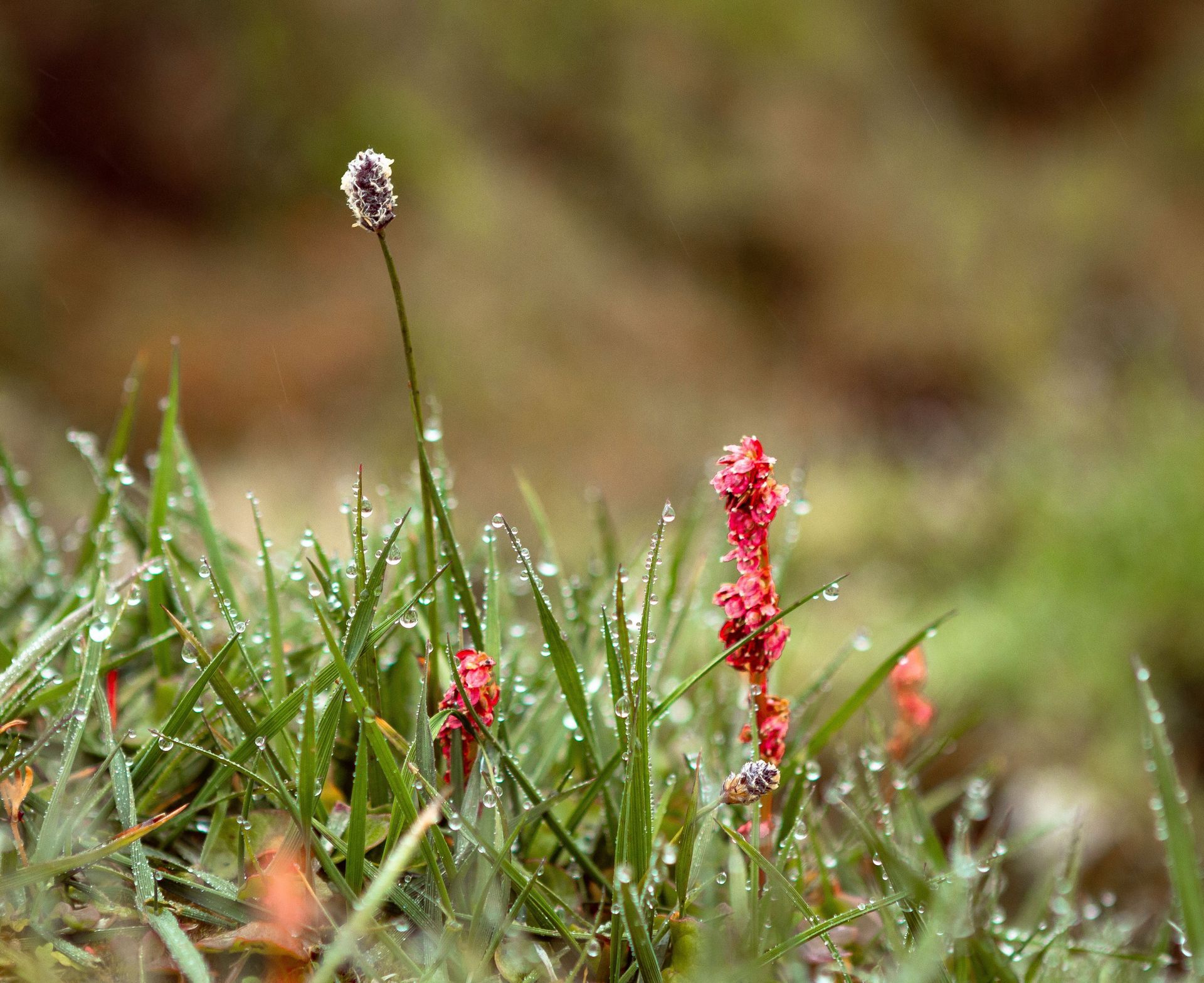 Pink flowers among green leaves in a lush, blurred garden scene