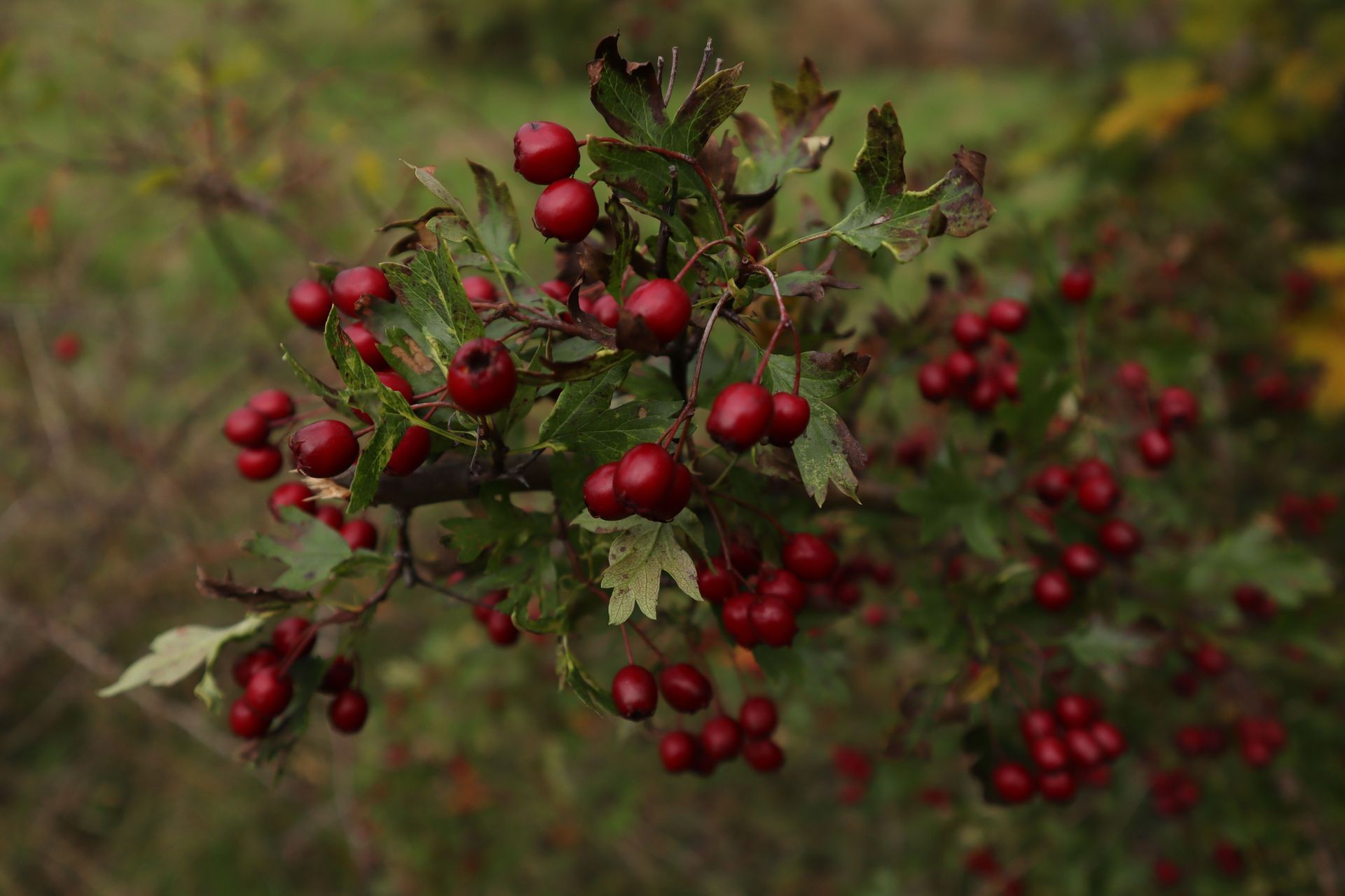 Branch with clusters of small red berries and green leaves against a blurred brown-green background