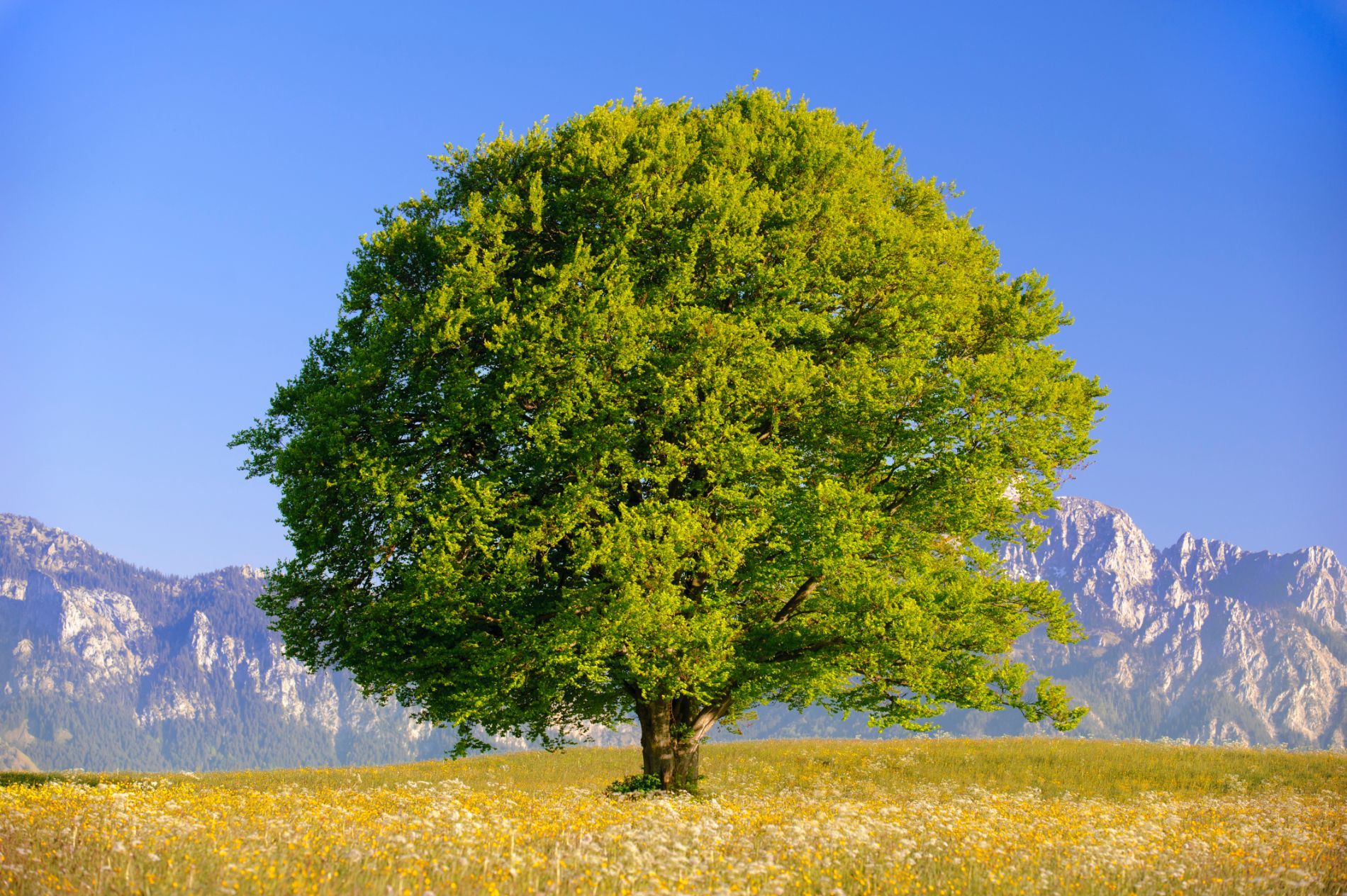 Vendita pellet di faggio