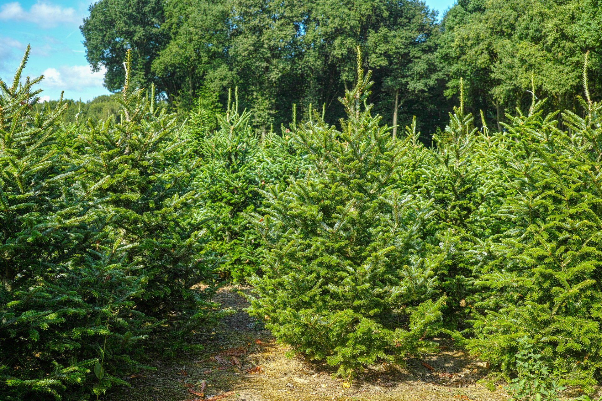 Vendita pellet di abete