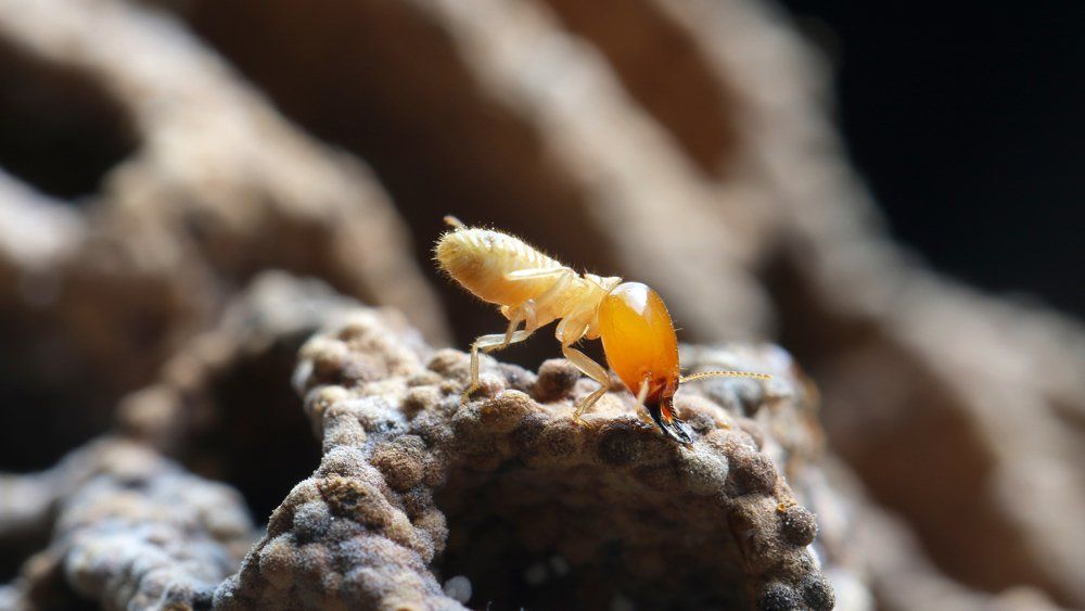 Termite — Egg Harbor, NJ — Best Eastern Exterminating Corp