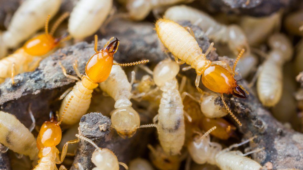 Group Of Termites — Egg Harbor, NJ — Best Eastern Exterminating Corp