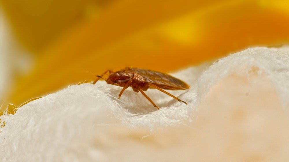 Bedbug On Cloth — Egg Harbor, NJ — Best Eastern Exterminating Corp