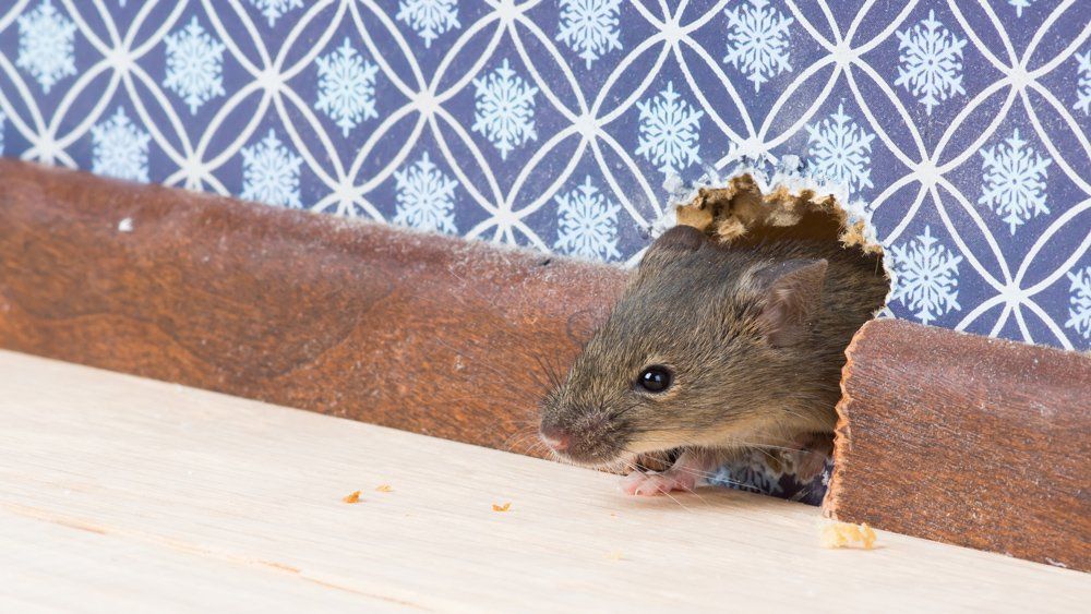 Rodent On Hole — Egg Harbor, NJ — Best Eastern Exterminating Corp