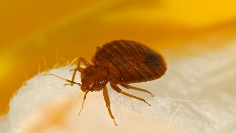 Bedbug — Egg Harbor, NJ — Best Eastern Exterminating Corp