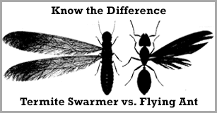 Difference Of Termite And Fly Ant — Egg Harbor, NJ — Best Eastern Exterminating Corp