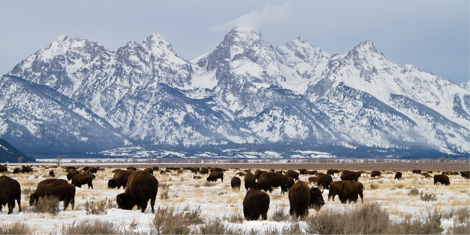 A herd of bison grazes in a snowy field with snow-capped mountains in the background.
