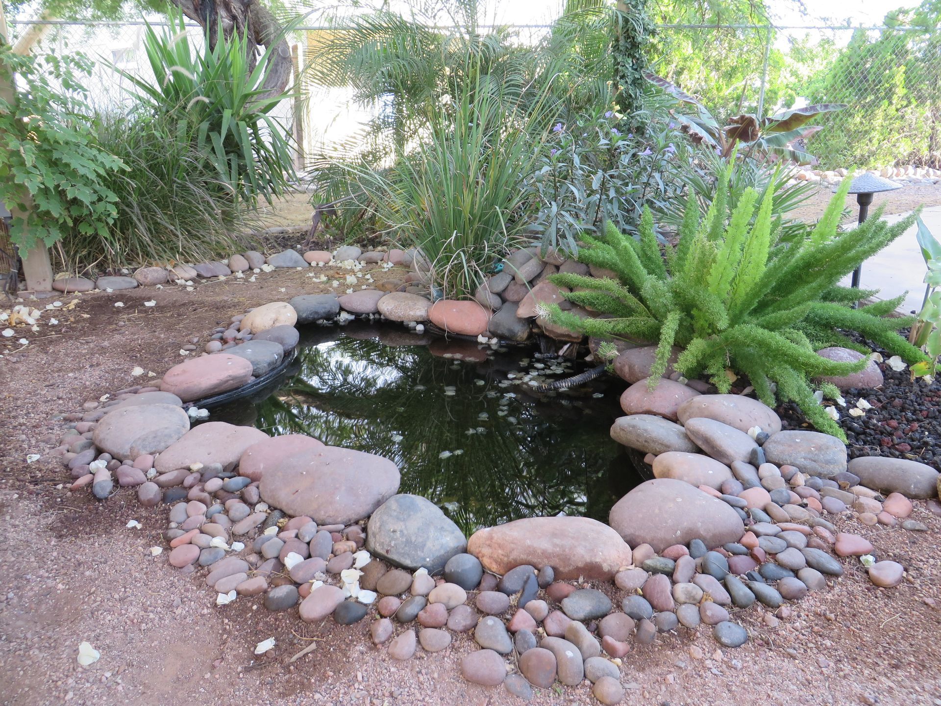 A pond surrounded by rocks and plants in a garden.