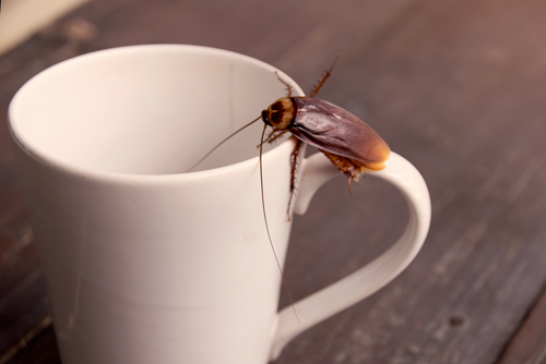 a cockroach is sitting on the handle of a white coffee cup .