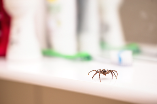 a spider is sitting on a bathroom counter next to a toothbrush .