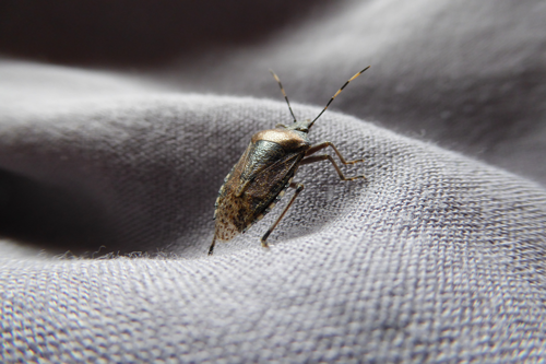 a close up of a bug on a piece of cloth .