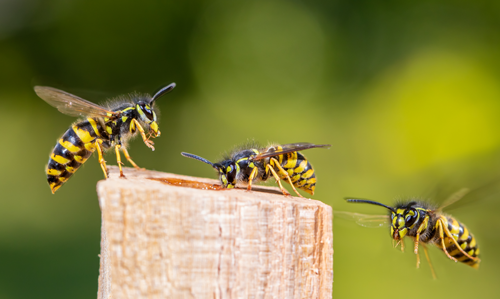 three wasps are sitting on a piece of wood .